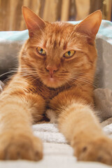 Close up picture of cat is laying on the bed and put it paws in front. Young red cat at home is almost sleeping. Green -yellow eyes and white whiskers of kitty. Domestic animal cover with blanket.