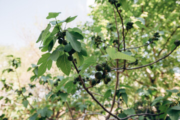 Fototapeta na wymiar Figs grow on a tree on a green branch Unripe green figs on a tree