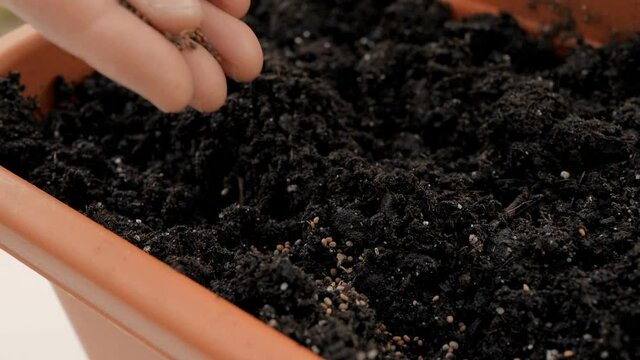 Close up of a woman's hand planting rucola seeds in pots with soil