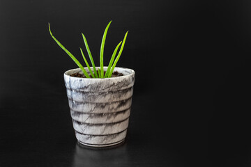 Green plant in a pot on isolated black background