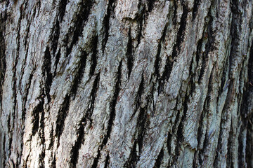 Beautiful pattern of bark