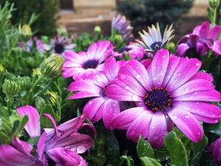 Purple flowers, spring flowers in the flowerbed
