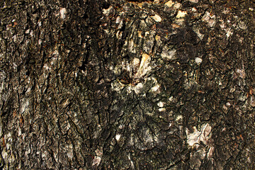 Beautiful pattern of bark