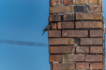 Black redstart clinging to the brick wall