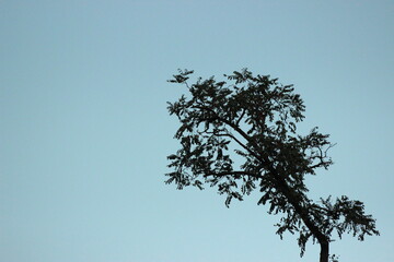 tree silhouette on blue sky background