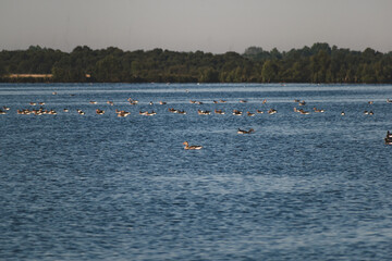 Flock of ducks in the lake in the morning