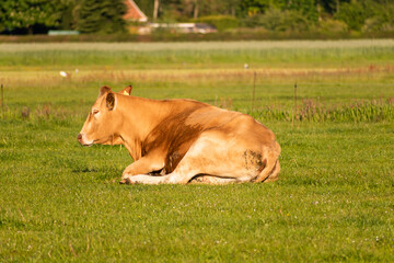 cow on the meadow