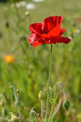 Obraz premium red poppy in a field