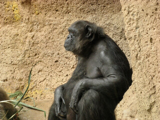 Sitting Chimpanzee