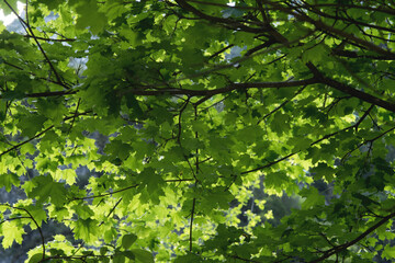 Fototapeta na wymiar l'acero e le sue belle foglie di colore verde intenso