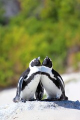 penguin on the beach