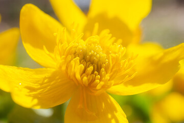 Yellow wild flower close-up, detailed macro photo. Summer vibrant floral background image. Copyspace.