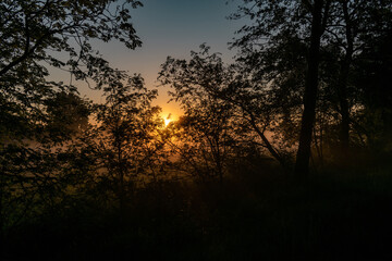 sunset in the forest