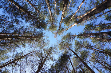 Looking up coniferous forest with pine