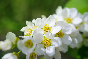 Naklejka na ściany i meble Blooming bird cherry close-up. Detailed macro photo. Beautiful white flowers. Great image for postcards. The concept of spring, summer, flowering..
