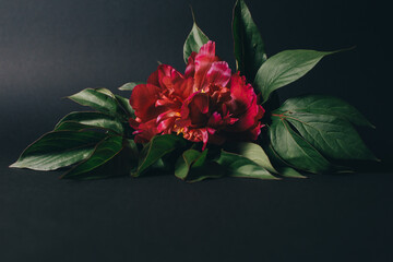 beautiful dark red peony on black background. High quality photo