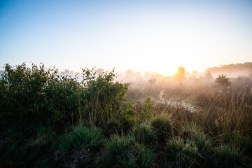 Obraz premium misty morning in the moor