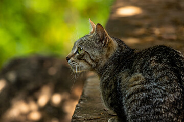 Perfil de gata atigrada sobre un muro en el bosque