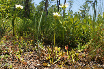 Flowering plants of the carnivorous Venus Flytrap, growing in their natural habitat in North Carolina, USA