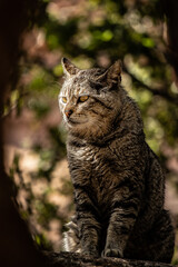 Obraz premium Gato macho poderoso en un parque