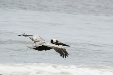Fototapeta na wymiar Brown Pelican, Pelecanus occidentalis, in flight