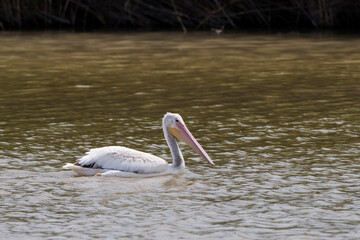 American White Pelican, Pelecanus erythrorhynchos, on the water