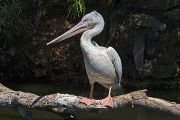 Pink-backed Pelican, Pelecanus rufescens, relaxed
