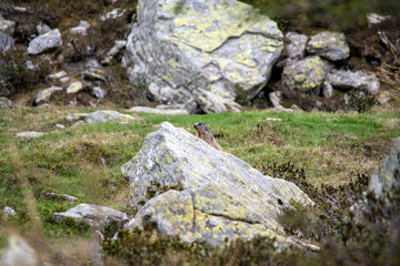 Fototapeta na wymiar marmotte