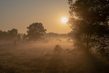 Naklejka premium misty morning sunrise in the bog