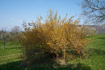 Fototapeta premium Single blossoming tree in spring.
