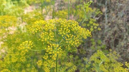 Beautiful blossoming yellow flowers of cumin crop