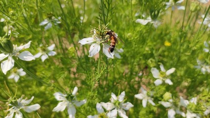 A honey bee sucking juice from black cumin flowers