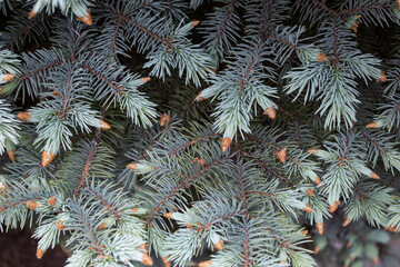 Naklejka na ściany i meble Background. A branch of a beautiful blue spruce.