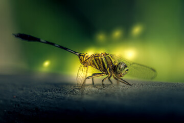 Dragon fly in the night 