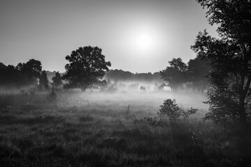 misty morning sunrise in the bog