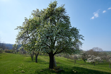 Fototapeta na wymiar Single blossoming tree in spring, neufen, germany