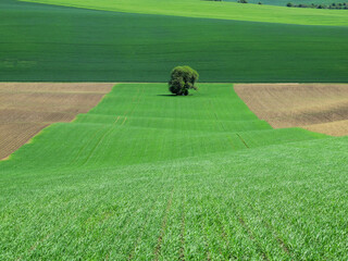Landscape in Moravian Tuscany. South Moravia (Czech Republic)