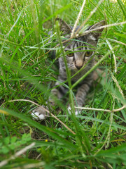 cat in the grass