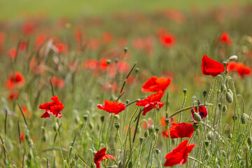 Vibrant poppies in the Sussex countryside
