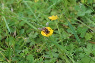 Biene bei der Arbeit