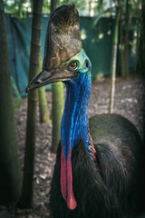 Southern Cassowary in Queensland