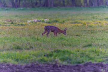 roe deer in the wild