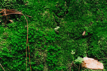 Beautiful nature and can be used as a variety of wallpapers