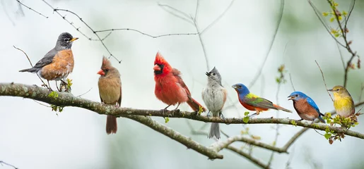 Deurstickers Colorful Songbirds Perched on Branch  © Bonnie Taylor Barry 