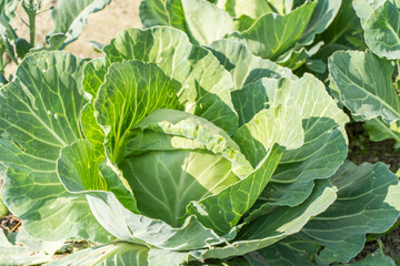 Cabbage growing in home vegetable garden. Vegeterian food concept. Stock photo.