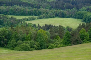 Fototapeta na wymiar landscape with forest