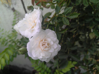 white rose in the garden