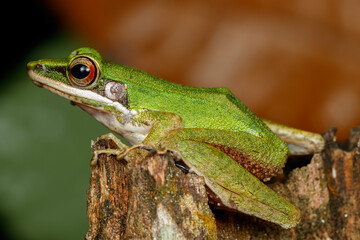 side profile of the copper cheeked frog on a wooden log showing full body and vibrant neon colours. Ambhibian