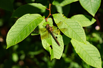 dragonfly