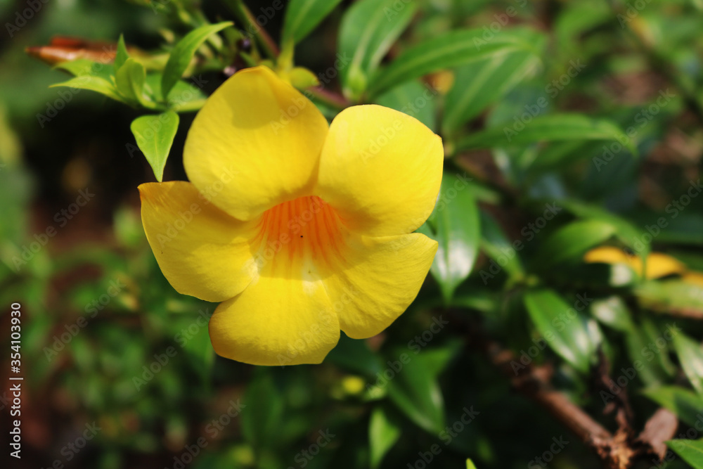 Wall mural yellow allamanda flowers from my garden.